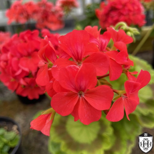 Pelargonium 'Gunnard' - Pelargoon 'Gunnard' P9/0,55L